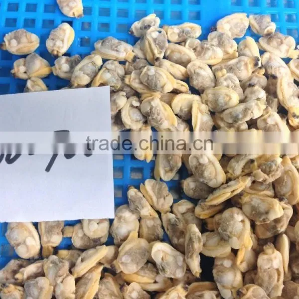 IQF Cooked Short Necked Clam Meat for Sale photo-4