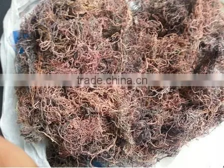 Sell Gracilaria, Euchema Spinosum And Cottoni Seaweeds photo-5
