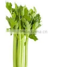 Celery Oil photo-2
