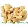 Ginger,ginger Supplier,fresh Ginger,Chinese Ginger
