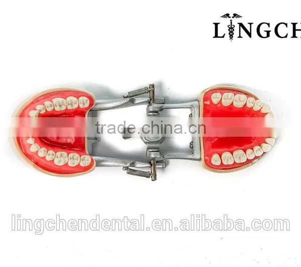 Tooth Brushing Model photo-2