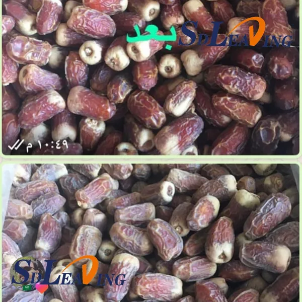 Automatic Palm Dates Brush Polishing Cleaning Machine Industrial Date Palm Dry Cleaner Polisher for Fruit Processing Factory Line photo-2