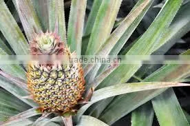 Suvimie Fresh Sri Lankan Pineapples photo-3