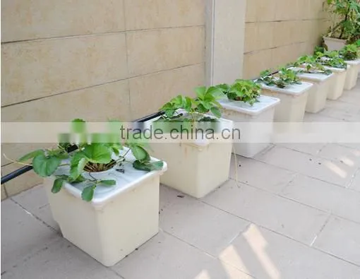 Hydroponics Duch Buckets for Tomatoes Peppers photo-4