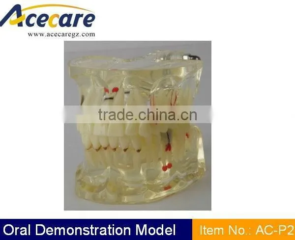 Dental Teaching Model