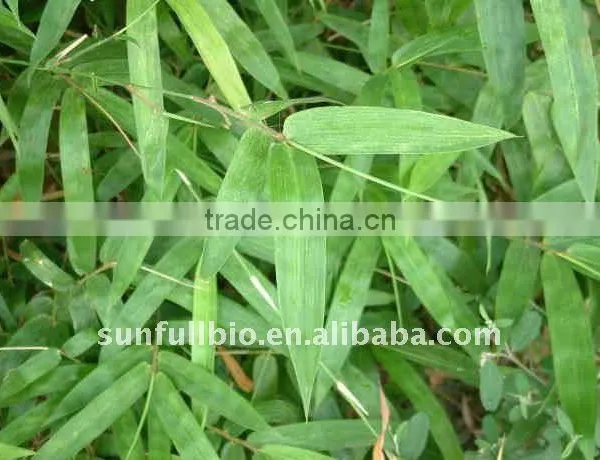30% Flavonoids Bamboo Leaf Extract