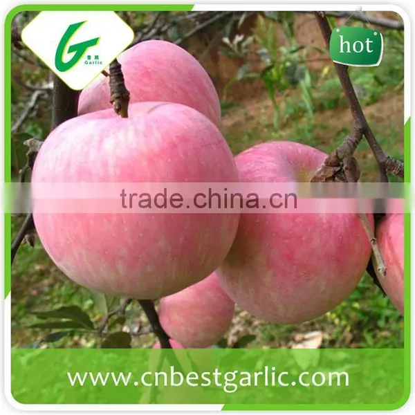 Big Fresh Fuji Apple With Best Price photo-3