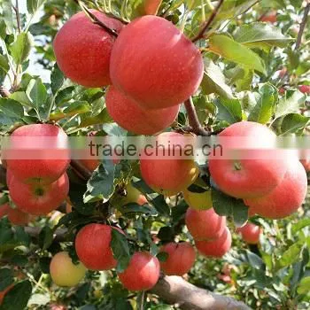 Fresh Fruit Chinese Gala Apple photo-2