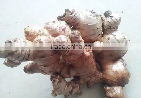 Fresh Ginger 100g-150g-200g-250g photo-2