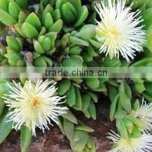 Sceletium Tortuosum / Kanna Tincture