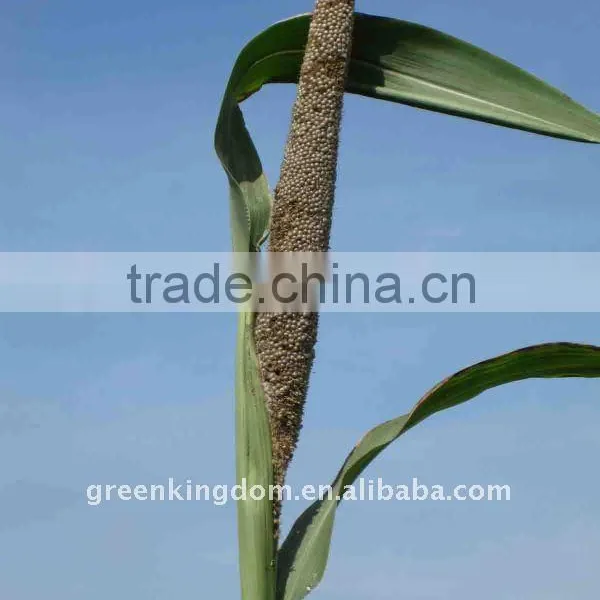 Forage Hybrid Pennisetum Grass Energy Plant Seed Supplier photo-1