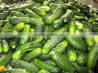 Vietnam Canned Pickled Cucumbers in Jar, Baby Cucumbers - Cheap Price! photo-6