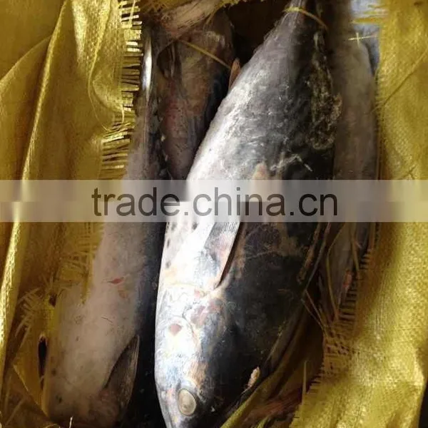 300-500g Frozen Bonito Tuna Fish photo-2