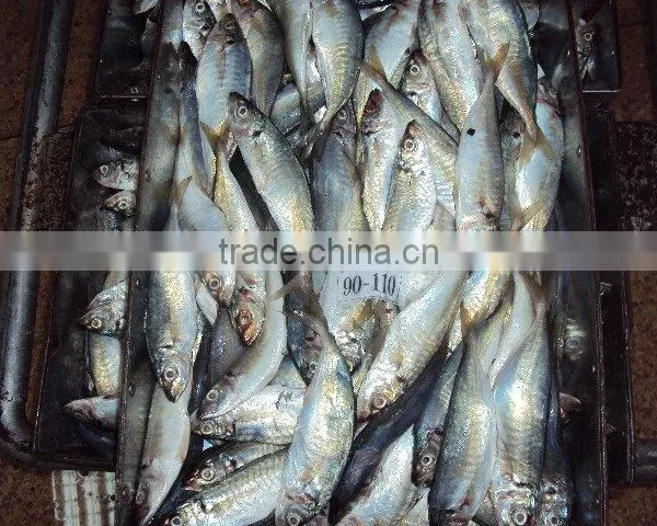 Frozen Horse Mackerel photo-2