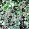 Marchantia Polymorpha P.E.