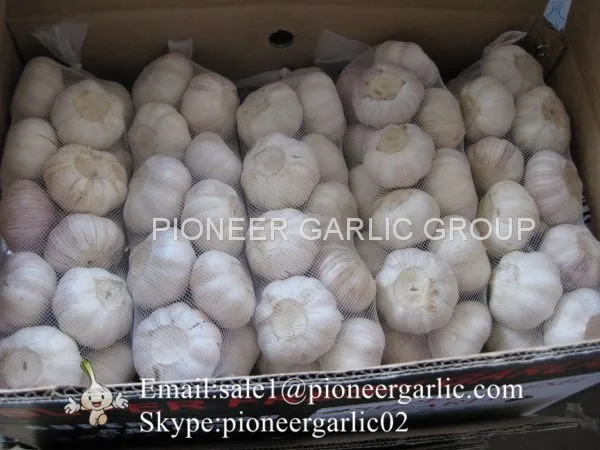 New Crop Natural Fresh Jinxiang Shandong Normal White Garlic photo-3