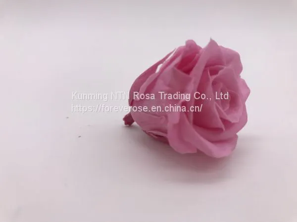 Wholesale3-4cm Elegant Real Touch Preserved Rose Flower photo-3