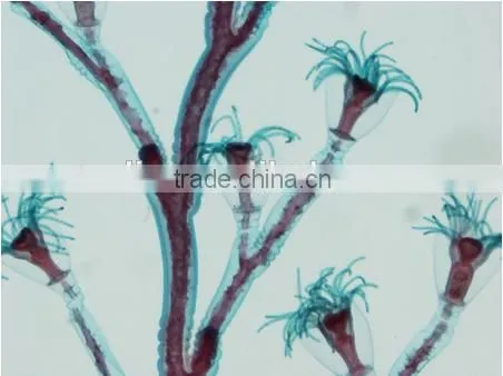 High Quality Zoology Slides ,high Quality Animal Slides photo-4