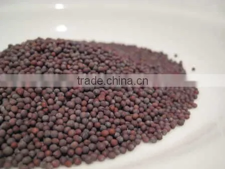 Mustard Seed