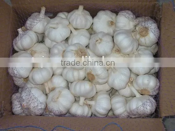 Shangdong Garlic Factory Chinese Garlic Price photo-2