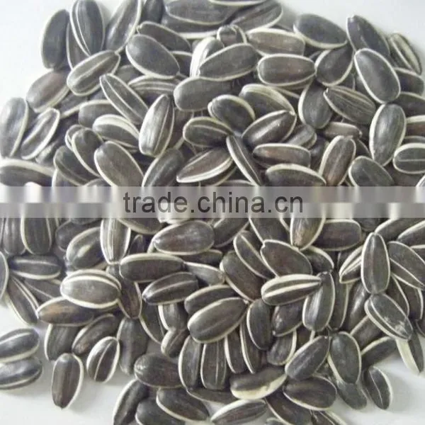 New Crop Chinese Sunflower Seed 5009/3638/0409 on Promotion for Sale photo-2