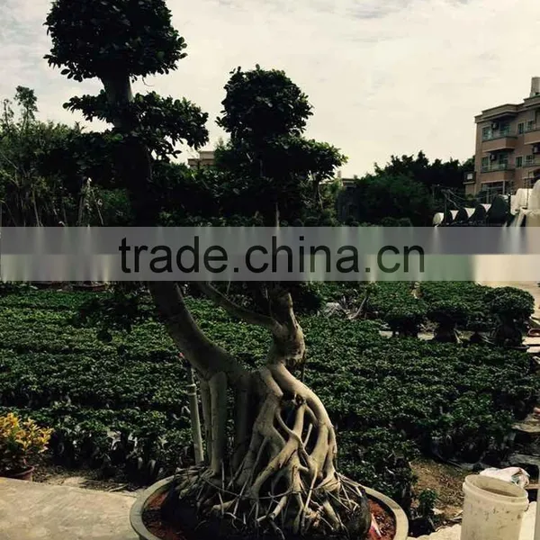 Beautiful Tree for Hotel Planting photo-2