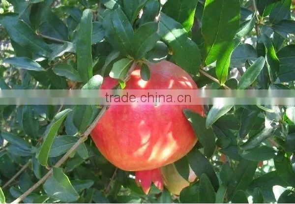 Fresh Pomegranate photo-2
