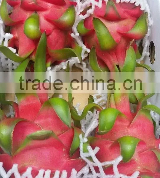 DRAGON FRUIT photo-4