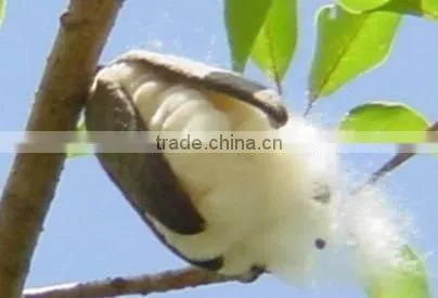 Gossampinus Malabarica Seedling photo-4
