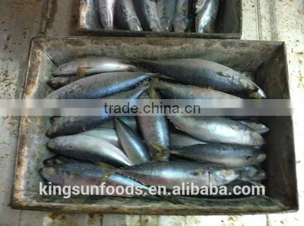 Export Whole Round Seafood Fish Wholesale Frozen Skipjack Sea Food Tuna Price Kingsun Foods photo-3