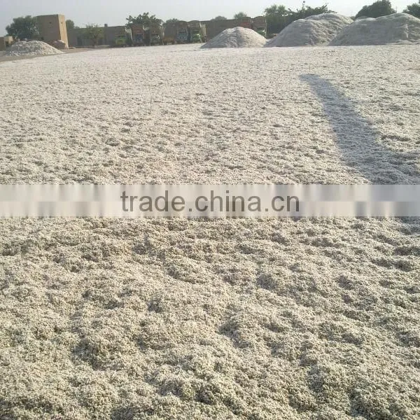 Cotton Seed photo-3