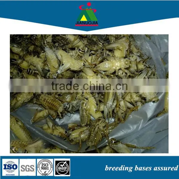 Price Arowana Sturgeon Fish Farming Food Frozen Crickets