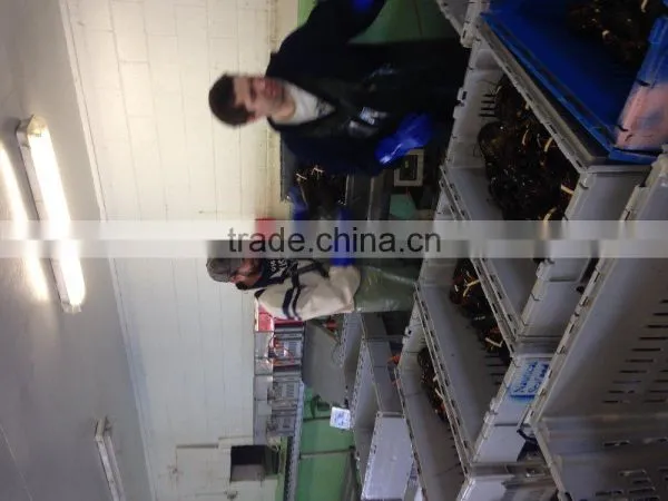 Live Canadian Lobster photo-3