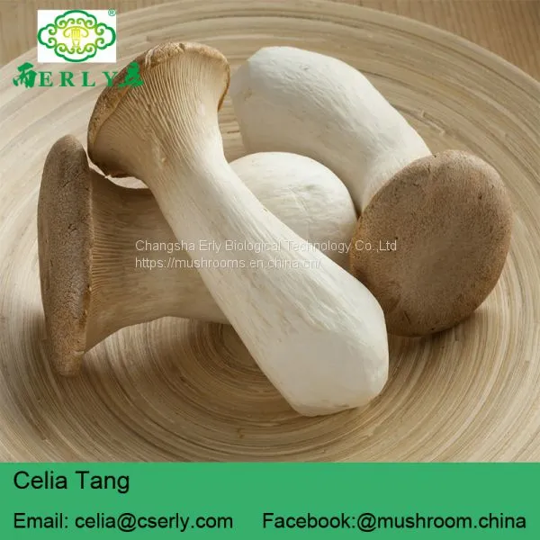 DRIED KING OYSTER MUSHROOM photo-2