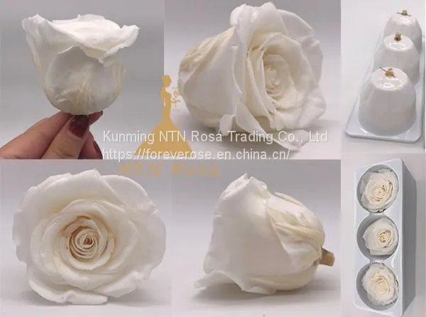 Beautiful Blue Rose for Floral Design Flowers Preservation for Anniversary Decoration photo-2