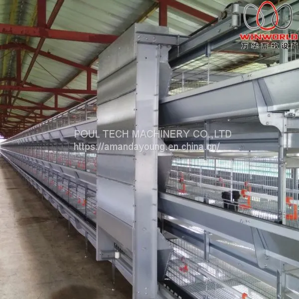 Malawi Poultry Farming H Type Automatic Broiler Chicken Cage & Broiler Cage With Automatic Feeding Machine photo-3