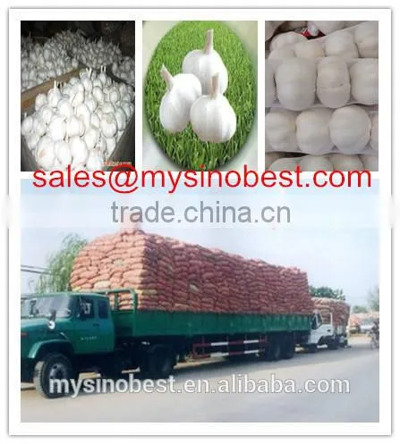 High Quality 2016 Fresh Garlic New Crop Chinese Fresh Garlic photo-2