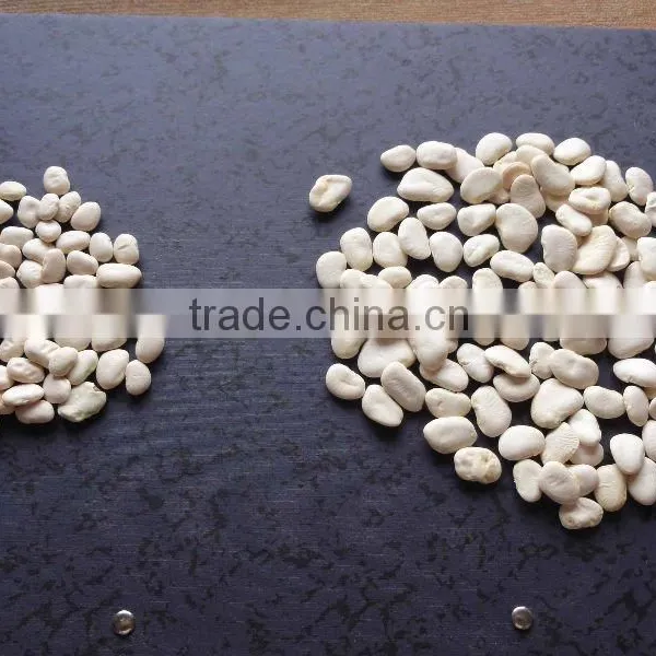 Butter Beans sq & Faq