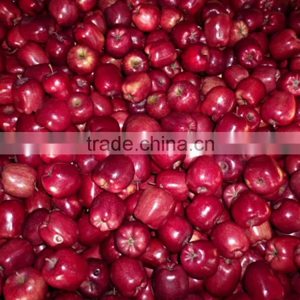 Export Red Delicious Apple Company photo-5