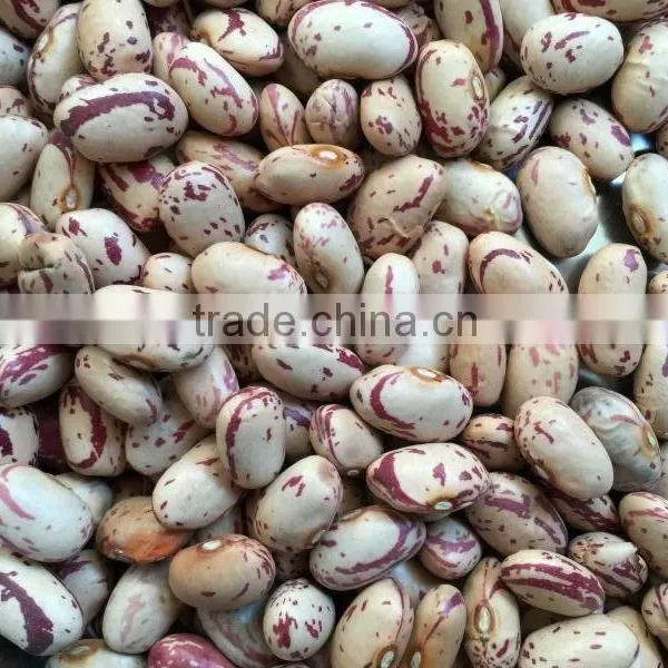 Small Round Shape Ight Speckled Kidney Bean Pinto Bean