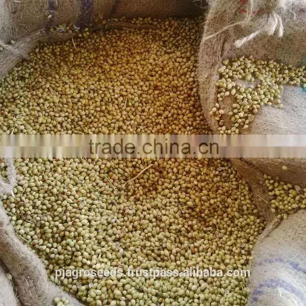 Fresh Coriander photo-4