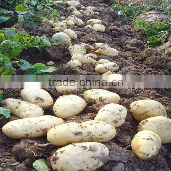 Fresh Holland Potato