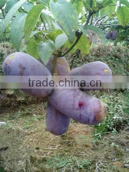 High Quality Rare Fruit Tree Seeds For Planting Holboellia Latifolia Wall Seeds photo-2