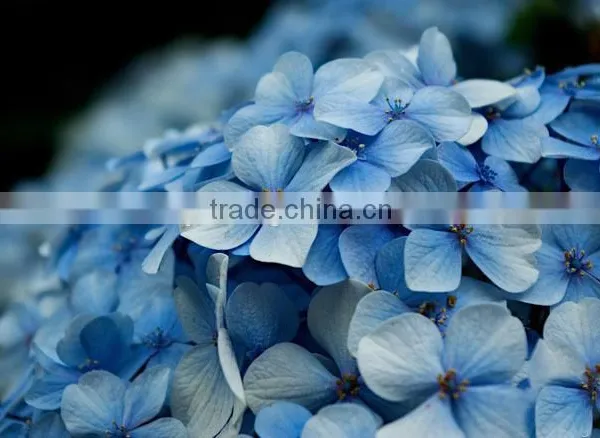 The Shrub Plant Hydrangea Macrophylla Seedling photo-4