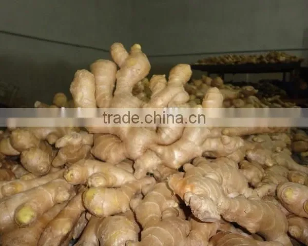Fresh Ginger photo-4