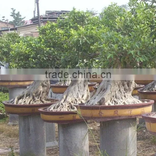 Outdoor Plant Ficus Bonsai Good Shaped Bonsai Tree Ficus photo-2