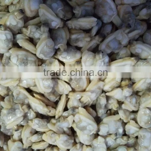 IQF Delicious Paphia Undulata Frozen Clam Meat Shell off photo-3