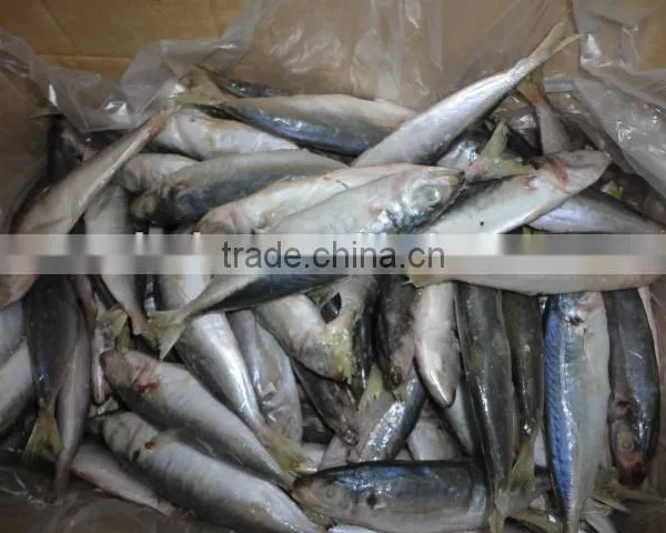 Frozen IQF Horse Mackerel photo-2