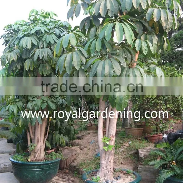 Schefflera (Schefflera Actinophylla) Shrub Trees