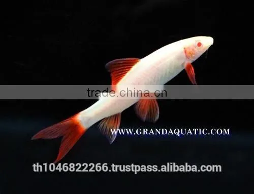 Rainbow Shark Albino / Ornamental Fish Exporter photo-4